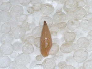 MITRELLA SCRIPTA RECURVED APEX - Picture 1 of 2