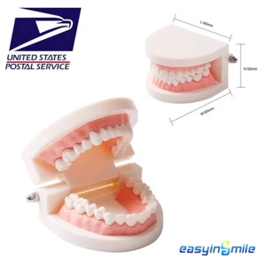 Easyinsmile Dental Estándar Adulto Tipodonte Demostración Enseñanza Diente Modelo 1X - Imagen 1 de 7