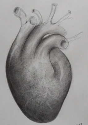 Ilustración médica anatómica original dibujo a lápiz tonal de un corazón humano Foto 1 de 4