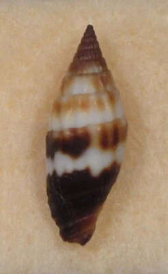 Mitra Microzonais 19 mm Islas Marshall 30 pies bajo escombros Foto 1 de 4