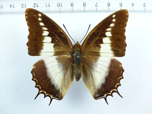 ENTOMOLOGY, BUTTERFLY: CHARAXES BRUTUS NATALENSIS FEMALE OLD COLL RARE!!! - Picture 1 of 3