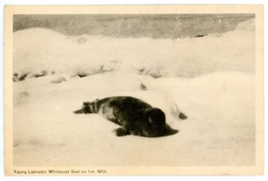 Whitecoat Seal on Ice NEWFOUNDLAND & LABRADOR Canada 1945-54 PECO Postcard - Picture 1 of 2