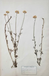 Botany - Plank Herbarium Xixth - Plants Dried - Corymbifères 1 - Picture 1 of 3