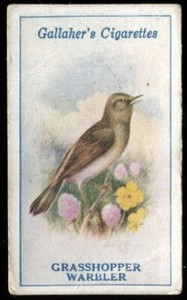 Tobacco Card,Gallaher,BRITISH BIRDS by GEORGE RANKIN,1923,Grasshopper Warbler,#1