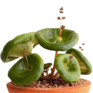 3CM Sukkulente Pflanze Crassula Umbella Wein Tasse Crassulaceae Hausgarten wunderschön - Bild 1 von 20