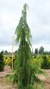 Cupressus nootkatensis 'Glauca Pendula' - Alaskan Cedar *Live Plant - Picture 1 of 9