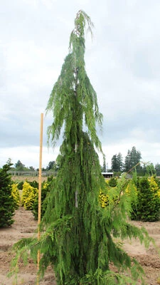 Cupressus nootkatensis 'Glauca Pendula' - Alaskan Cedar *Live Plant - Image 1 of 4