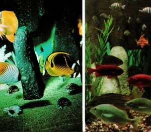 Sea World Aquariums CA Fish Species Display Tank Vintage Postcard - Picture 1 of 4