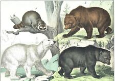 1886 Chromolithograph Schubert's Animals Black Brown and Polar Bears Raccoon