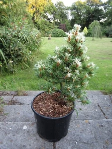 PINUS PARVIFLORA tanima-no-yuki 15L 53x40cm EXACT ITEM PHOTOS - Picture 1 of 2