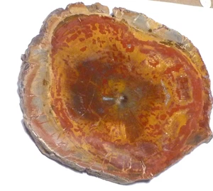 ¡ROJO! Losa de madera petrificada pulida grandes colores 5,25" sección transversal completa - Imagen 1 de 6