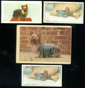 PERROS - YORKSHIRE TERRIER - 4 CARTAS - Imagen 1 de 1