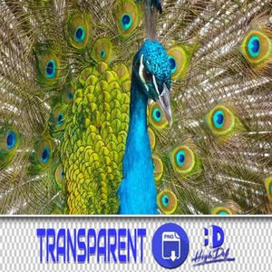 100 PEACOCK TRANSPARENT PNG PHOTOSHOP OVERLAYS, ISOLATED ANIMALS PNG FILES, BIRD - Photo 1 sur 6