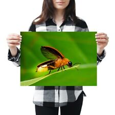 A3 - Natural World Firefly Macro Insect Poster 42X29.7cm280gsm #16107