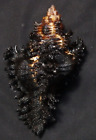 edspal shells -  Chicoreus brunneus 84.5mm F+++ big size sea shell gastropods
