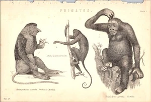 Antique Print Primates Proboscis Monkey Gorilla Plate Fine Art Interior Design - Picture 1 of 2
