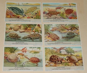 DE SCHILDPADDEN Série complète 6 Chromos LIEBIG en langue flamande - Picture 1 of 2