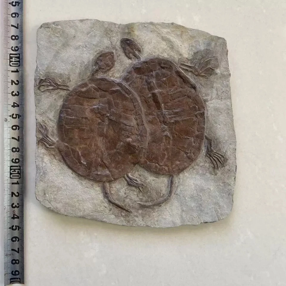 Unique Real Turtle Fossil Rare Chinese Best Triassic Keichousaurus Collection - Image 1 of 4
