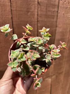 4” Crassula Pellucida Variegata ‘Calico Kitten’ Succulent - Picture 1 of 4