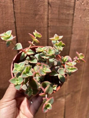 4” Crassula Pellucida Variegata ‘Calico Kitten’ Succulent - Image 1 of 4