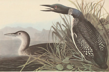 1942 Audubon Art Print 306 Common Loons. Vintage Bird Illustration.