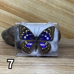Especímenes reales de mariposa papilio con caja de exhibición obras de arte arte regalo decoración del hogar - Imagen 1 de 41