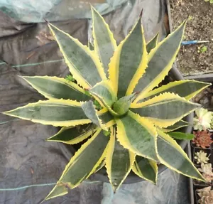 Agave bumblebee America Golden 60cm diameter # Mother plant - Picture 1 of 3