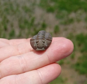 FLEXICALYMENE TRILOBITE FOSSIL - OHIO USA 12 - Picture 1 of 10