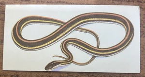 Vintage - 1962 - Gelles Widmer - Reptile CARD -31. Western Ribbon Snake - Picture 1 of 2