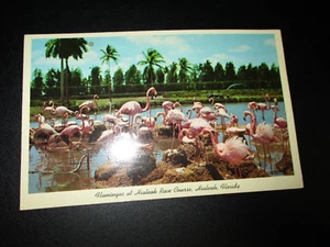 Flamingos At Hialeah Race Course,Hialeah,Florida Vintage Unused Postcard - Picture 1 of 2