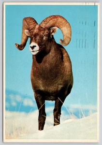 Colorado Springs Rocky Mountain Bighorn Sheep Postcard Ray Richardson - Picture 1 of 2