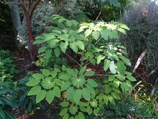 Brassaiopsis mitis ( Amazing Plant !!!!!! )