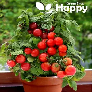 BALCONY TOMATO SEEDS - Tomato Vilma - 60 seeds - Dwarf Bush Tomato - Picture 1 of 1