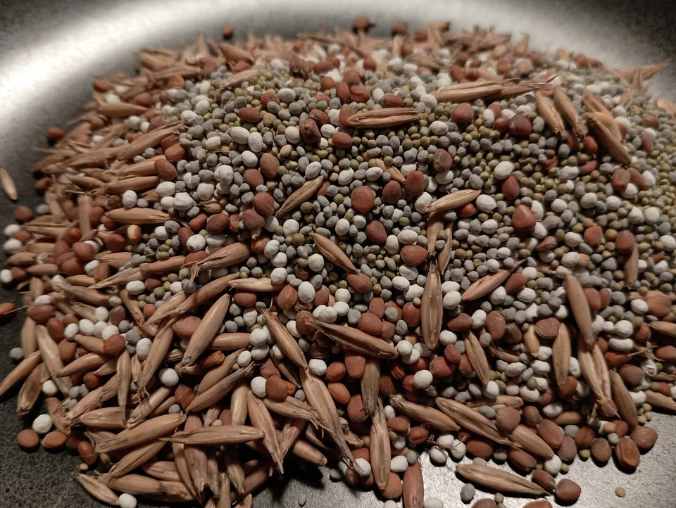 Parcela de comida semilla mezcla de proteínas Daikon rábano avena trébol sin labranza vida silvestre ciervo Foto 1 de 4