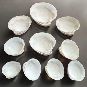 10 piezas grandes conchas marinas blancas gruesas redondas hágalo usted mismo artesanía decoración de playa conchas marinas - Imagen 1 de 3