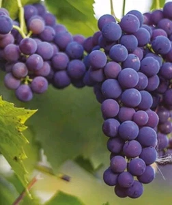 6 Stecknähte Rebe Isabelle - resistent gegen Krankheiten - Himbeergeschmack + HORMON GRATIS - Bild 1 von 1