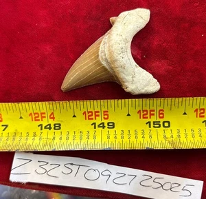 Großer Otodus Obliquus FOSSILER HAI Zahn 60 Millionen Jahre alt. 2" - Bild 1 von 1