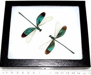Neurobasis chinensis duo REAL FRAMED GREEN DRAGONFLY INDONESIA - Picture 1 of 1