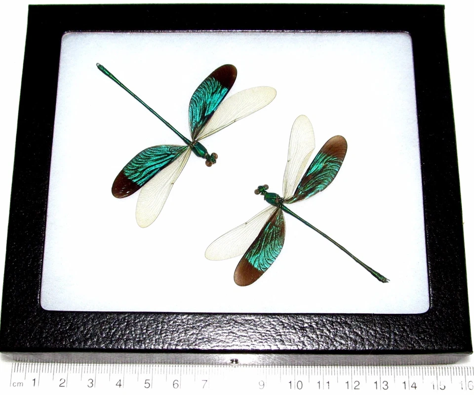 Neurobasis chinensis dúo libélula verde enmarcada real indonesia Foto 1 de 1