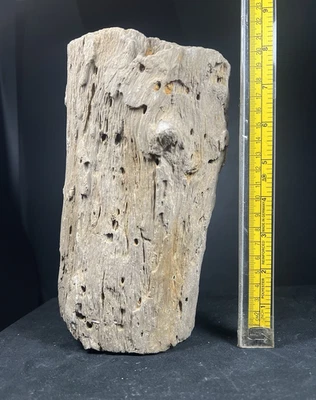 2,9KG MUSEUM COLLECTOR NATURAL LOG ROUGH PETRIFIED WOOD - Image 1 of 4
