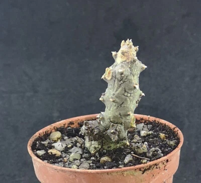 Ceropegia stapeliformis monstruosa, ¡leer descripción!, Fito disponible Foto 1 de 3