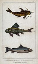 1845 Lacepede Print Fish Le Salmone Saumon Salmon Catfish Hypostomus Scavangers