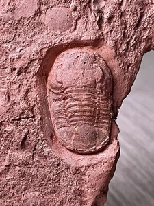 Trilobit Fossil "Nileus transversus" U. Ordovizium Pupiao Formation Südchina - Bild 1 von 1
