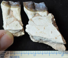 Hyracodon Lower Teeth, Fossil, Early Rhinoceros, Badlands, Sd, Oligocene, R888