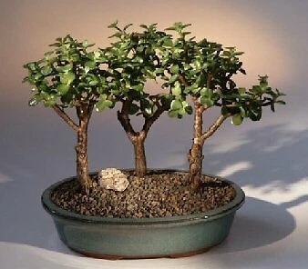 3 Tree Dwarf Jade Tree Plants Bonsai Live Portulacaria Afra Live 4 y.o. 9" tall - Image 1 of 1