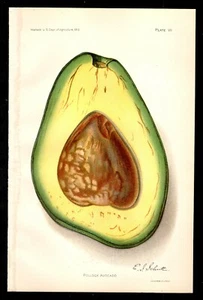 US Department of Agriculture 1912 Pollock Avocado Print - Bild 1 von 1