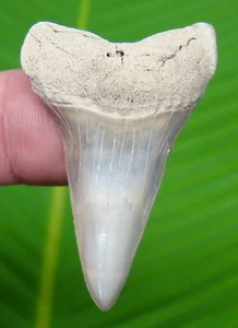 MAKO SHARK TOOTH - 2.08 " - LEE CREEK - AURORA - NATURAL - Picture 1 of 3