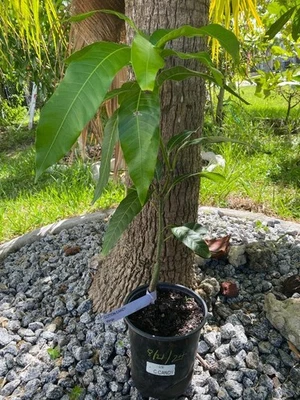 13 MO GRAFTED COTTON CANDY MANGO (KEITT X GARY) POLY-EMBRYONIC MANGO CULTIVAR - Image 1 of 4