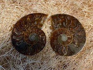 Ammonite Fossil Polished Pair Beautiful Colors Free Ship! - Picture 1 of 3
