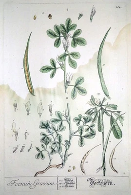 Radierung, Indische Jujube, E. Blackwell/ N. F. Eisenberger, 1750, N 169 - Bild 1 von 4